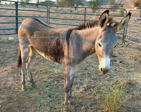 Burro Healing After Recent Projectile Strike on Free-Roaming Asses in California