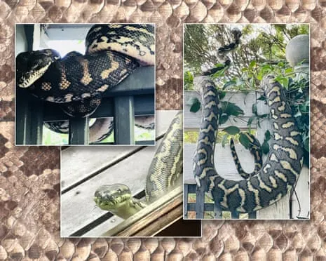 Embracing my Snakes in the Roof: An Evolution from Fear to Admiration